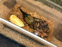 -上海大自然野生昆虫馆(东方明珠·爬宠昆虫探索中心)