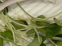 你家的豆苗不去根直接上-北京全聚德(西客站店)