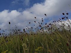 -塞罕坝国家级自然保护区