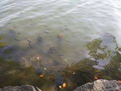 -西湖外事游船(花港观鱼码头)