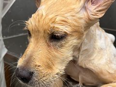 -它主义宠物(梁溪万达店)