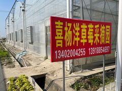 -喜杨洋草莓采摘园