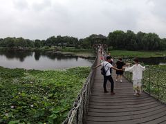 -荷塘月色湿地公园·向阳花洲