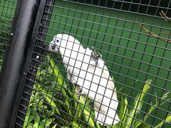 -新加坡飞禽公园