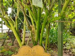 -呀路古热带植物园