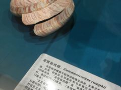 -青岛贝壳博物馆