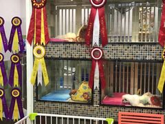 -读宠于你·约克夏比熊·睫角守宫·爬宠售卖(高新店)