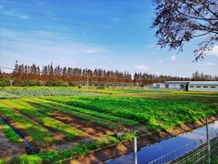 -上海长兴岛郊野公园