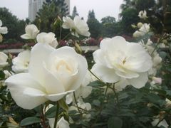 -人民公园(罗湖区)