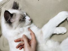 -猫亿天猫咖