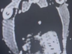 -立德异宠动物医院.兔鸟爬.内窥镜(天河店)