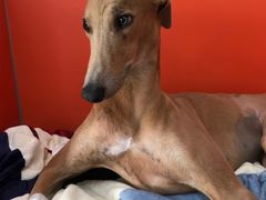 -瑞派福兴宠物医院犬猫全科·骨科·中西医结合(河东店)