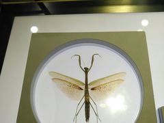 -上海昆虫博物馆