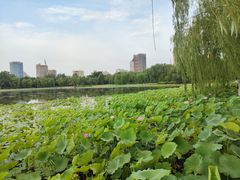-莲花池公园