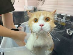 -Bastet sally猫舍购宠(静安店)