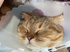 -达爱动物医院·犬猫分区·CT·复杂眼科(远洋山水分院)