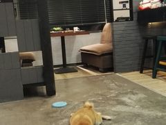 -百好乐宠物友好餐厅(朝外大街店)