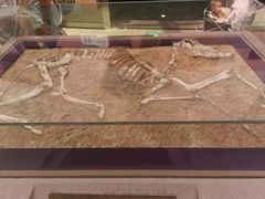 -陕西自然博物馆