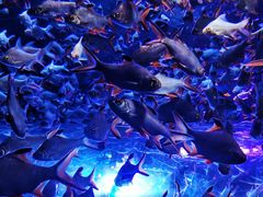 -成都浩海立方海洋公园