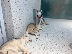 -Husky Go!哈士奇体验馆·宠物咖啡厅狗咖