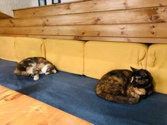 -Sirena海妖日咖夜酒