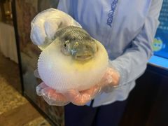 -肆月河豚·淮扬菜·湘菜(华天店)