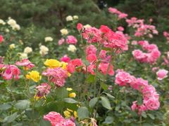 -莲花池公园