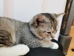 -猫咪派对(江南西店)
