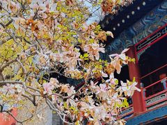 -潭柘寺景区