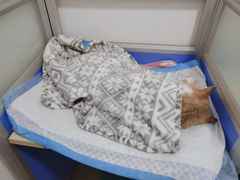 -灵美宠物诊所