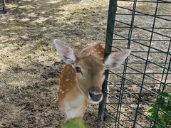 -北京麋鹿生态实验中心
