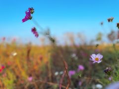 -春花秋色城市公园