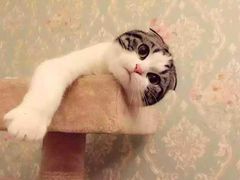 -瑞鹏宠物医院·骨科·猫科·内科(第一中心)