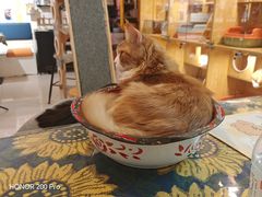 -平行世界·猫咖(首经贸店)