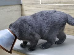 -爱侣宠医·鹦鹉专科·小型哺乳类·异宠专科(灵石路店)