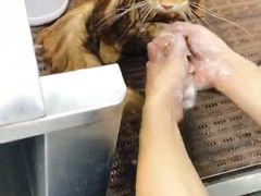 -中农国际动物医院24小时·猫科·骨科·急重症中心