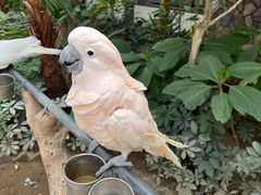 -南宫五洲植物乐园