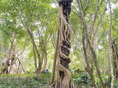 -中国科学院西双版纳热带植物园