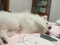 -汪小喵宠物·戴维斯乐芳希施宠馨宝皮毛调理洗护店