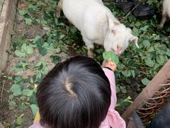 -小鱼草莓采摘园农家乐·小鱼餐厅