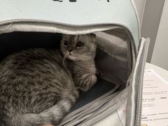 -瑞鹏宠物医院·微创内窥镜·骨外科·牙科(翠竹分院)