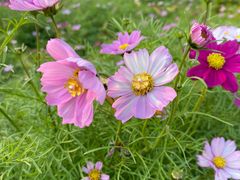 -洋湖国家湿地公园