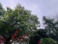 -南山植物园