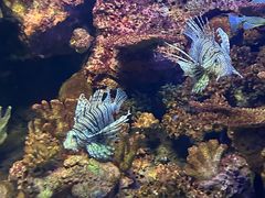 -上海海洋水族馆