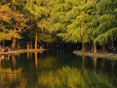 -上海共青森林公园