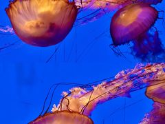 -上海海洋水族馆