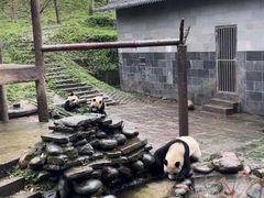 -中国大熊猫保护研究中心雅安碧峰峡基地