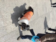 iphone_upload_pic-井之头恩赐公园