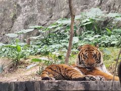 -广州长隆野生动物世界