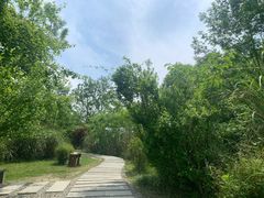 -桤木河湿地公园